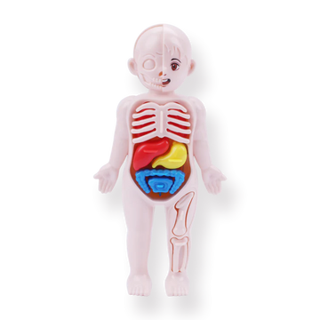 Montessori Human Organ Model Toy for Kids