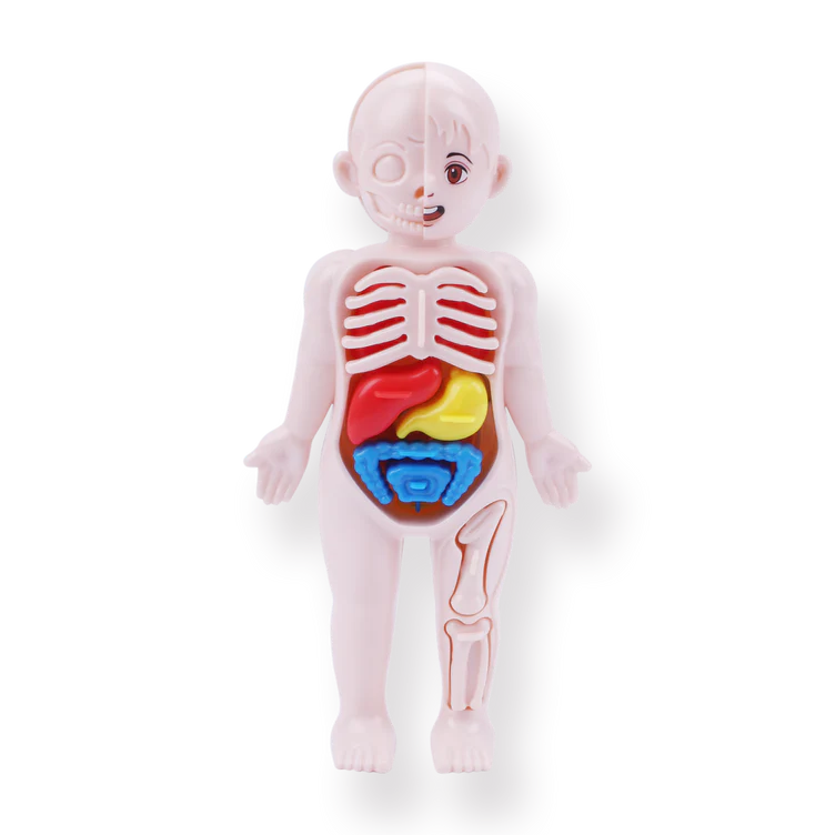 Montessori Human Organ Model Toy for Kids