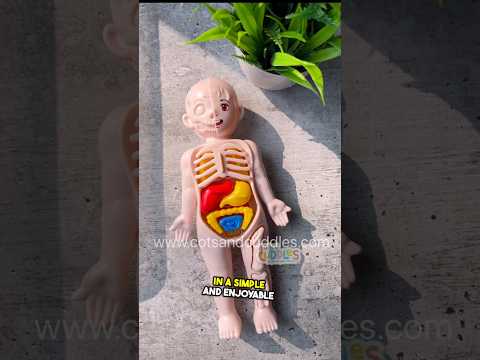 Human Organ Toy
